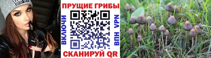 Купить закладки  Энем  Галлюциногенные грибы Psilocybine cubensis 